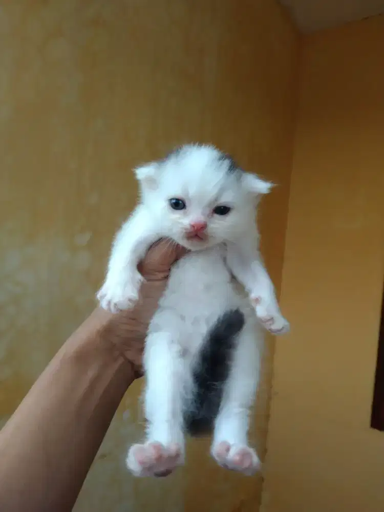 Persia mix British usia 3 Minggu jantan keduanya