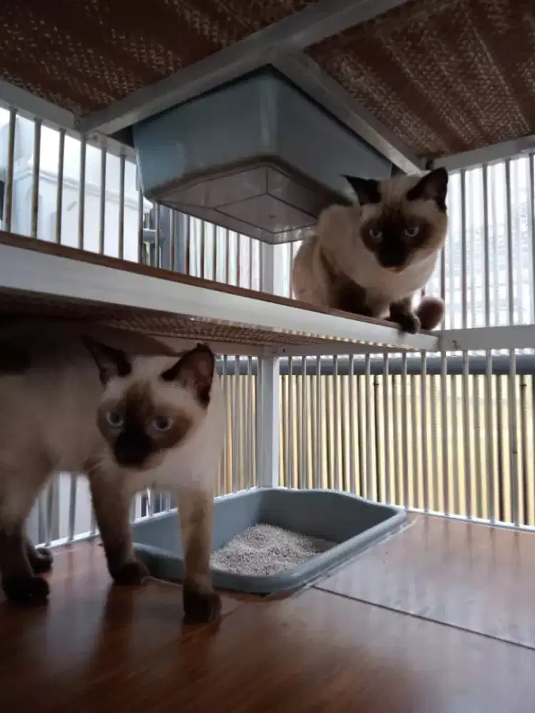 Kucing Siam karakter lincah lucu