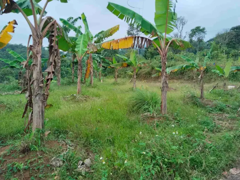 Tanah Kebun Murah di Bogor