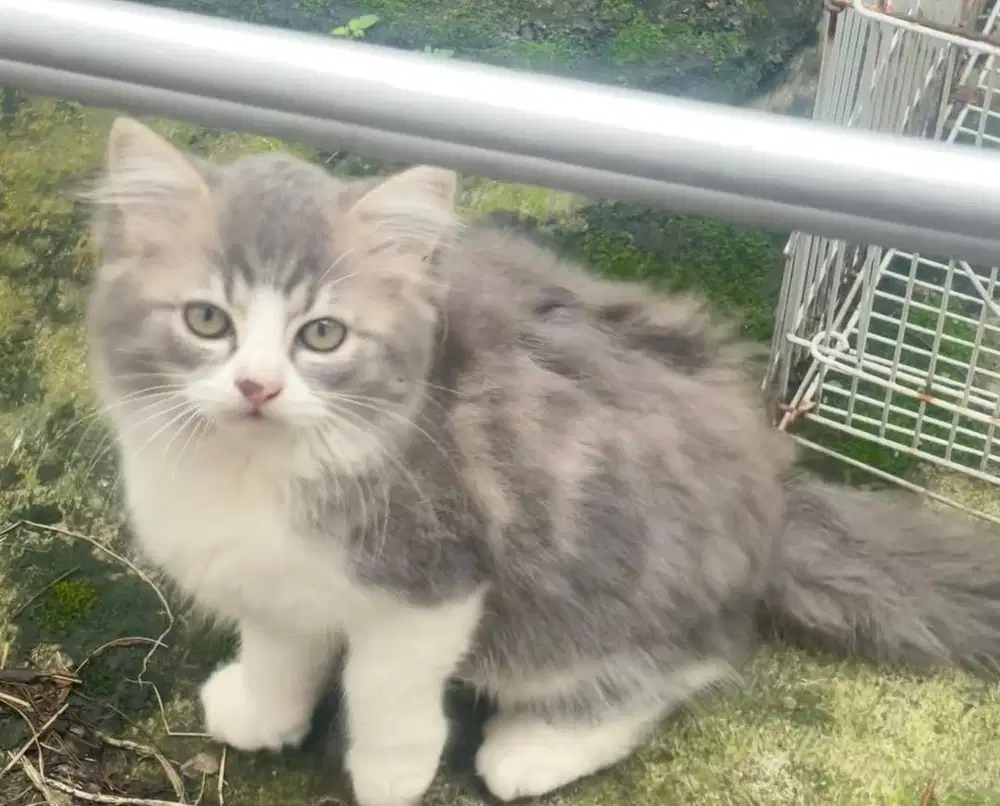 Kitten anak kucing mix putih abu