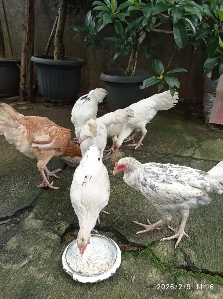 Ayam Pelung 6 bulanan