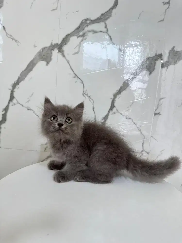 Kucing persia flatnose