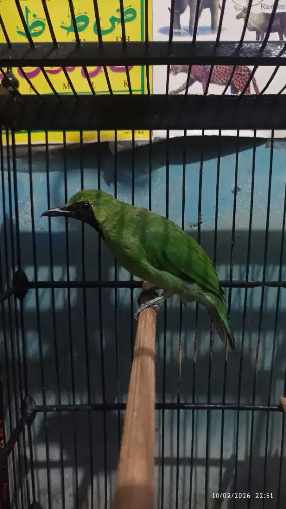 Medium rajin isian banyak