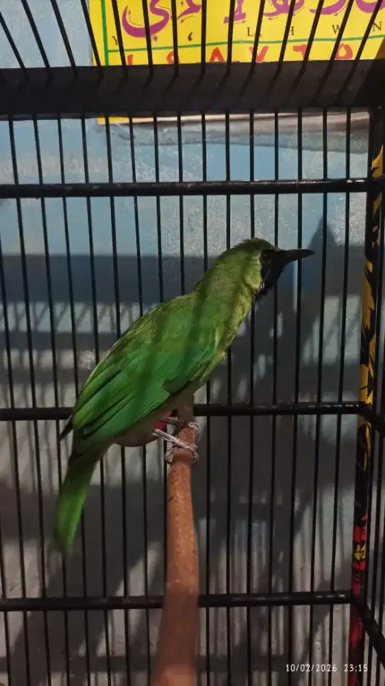 Body big volume kenceng isianh banyak