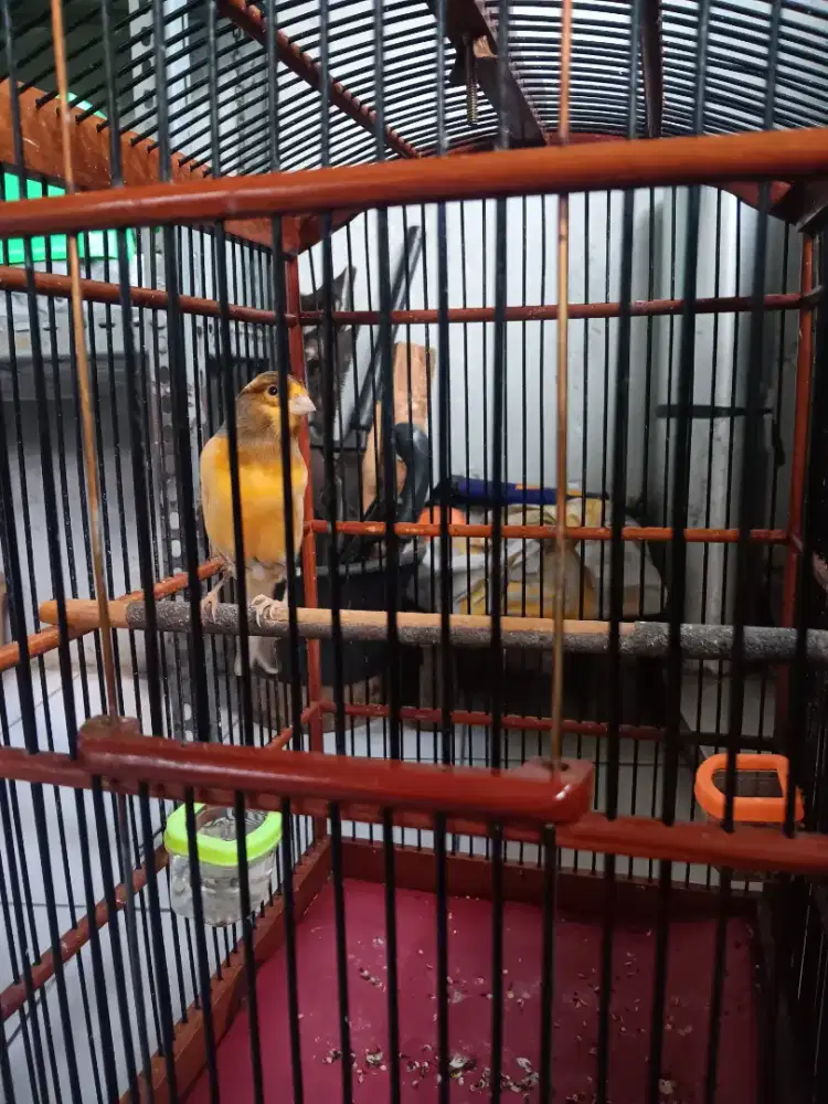 Kenari bon AF jantan gacor fulset