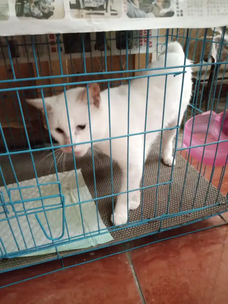 Lepas adopsi kucing jangan warna putih