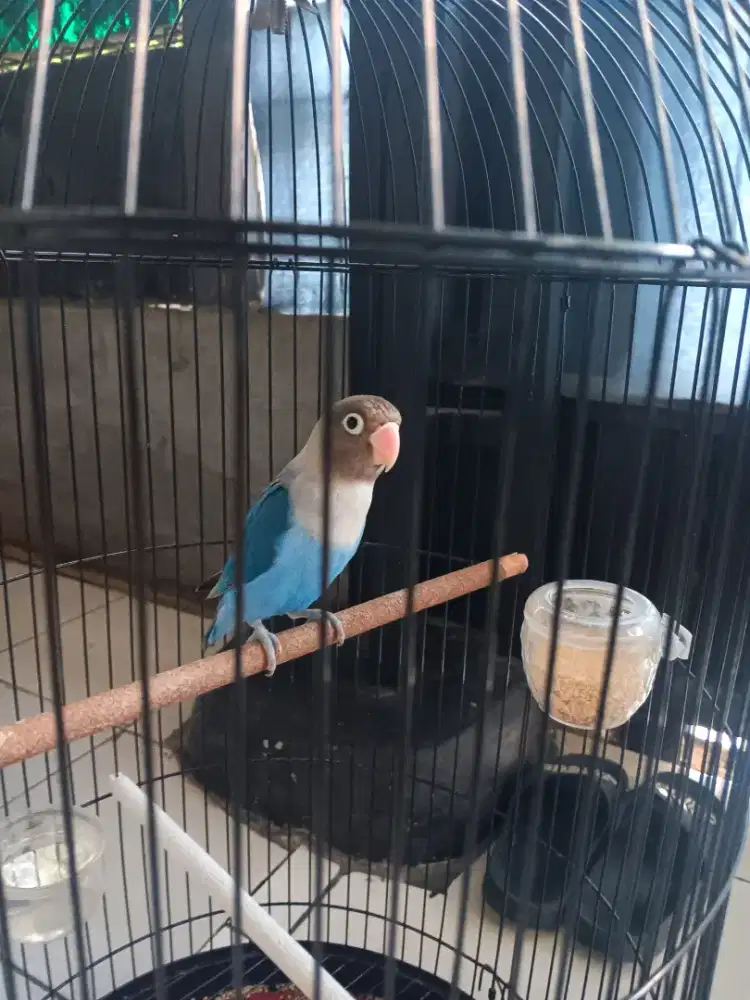 Lovebird biru violet cobalt fullset