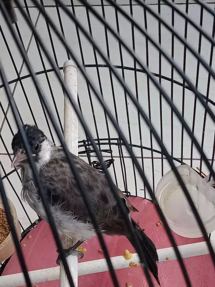 Burung kutilang jinak