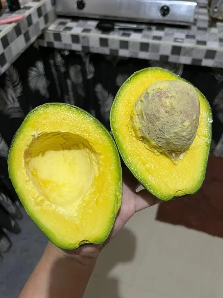 Jual bibit Pohon Alpukat Mentega Miki