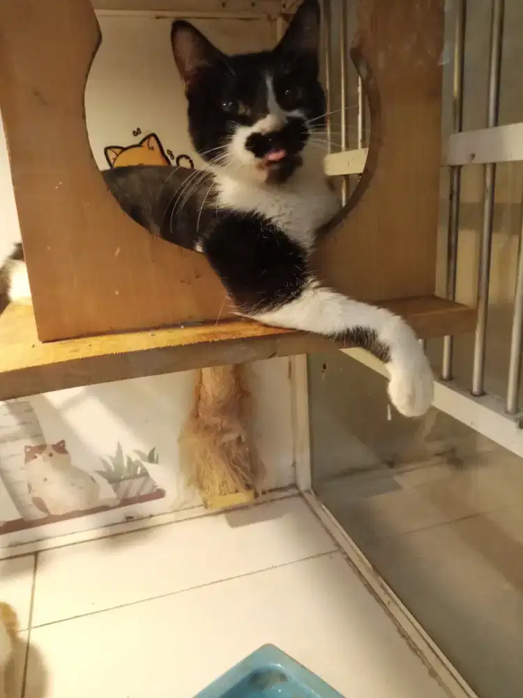 Lepas adopsi kucing jantan hitam