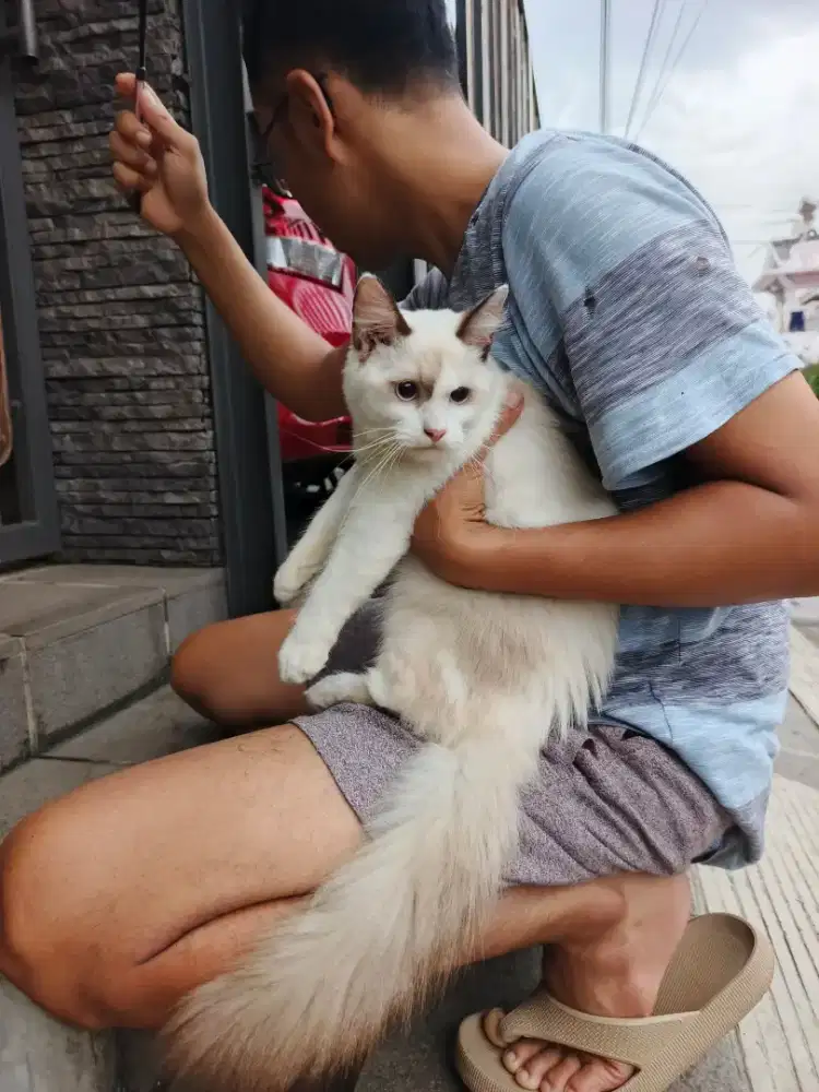 Ragdoll mix himalaya