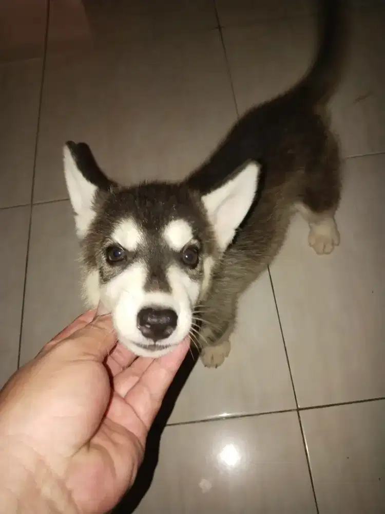 Anak anjing siberian huksy