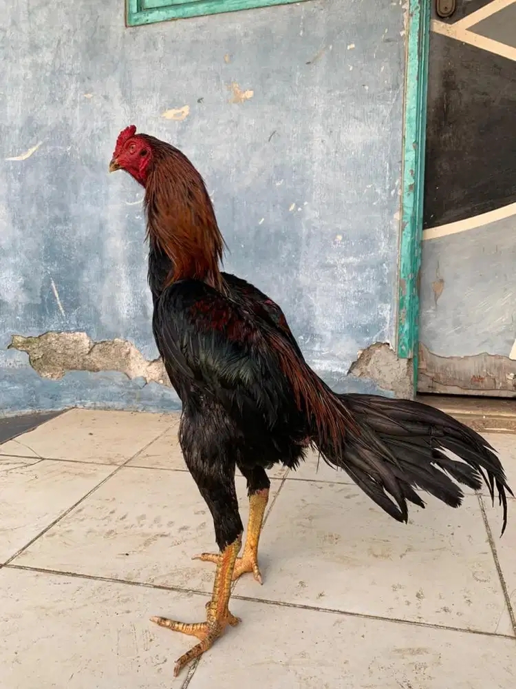 Ayam bangkok klasik