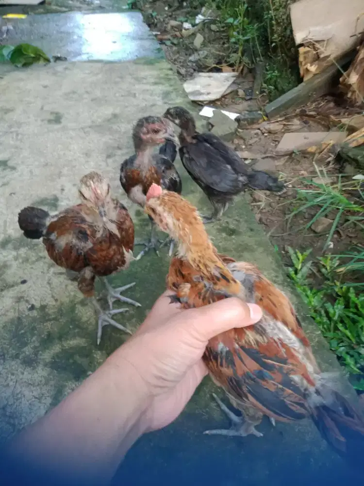 Anak ayam pelung 8 ekor