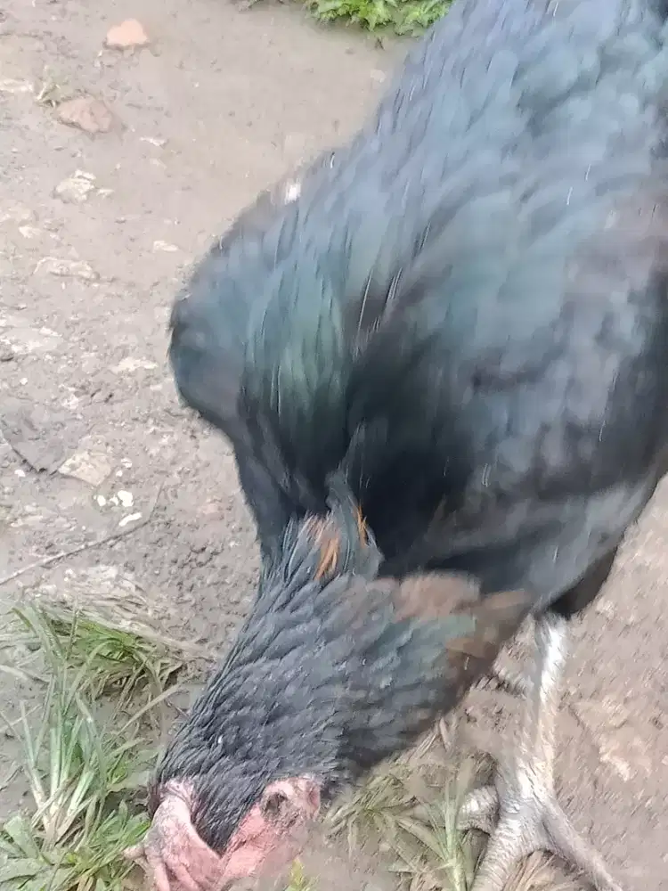 Induk ayam pelung jumbo