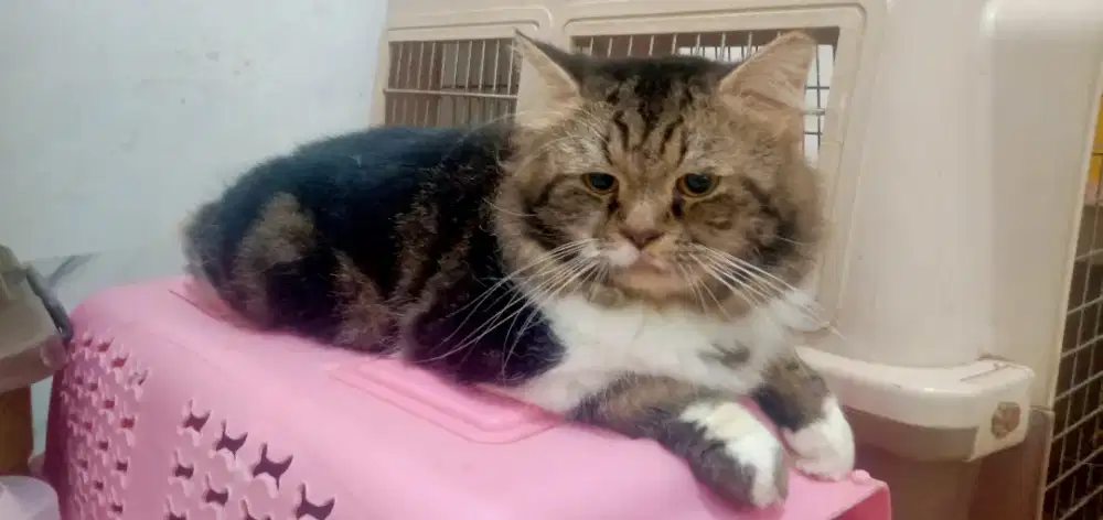 Mujair marble Jantan