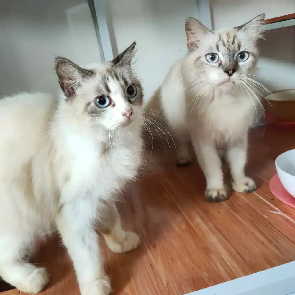 Kucing ragdoll umur 8 bulan