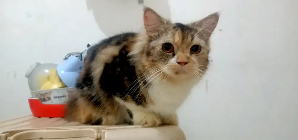 Persia marble Calico betina