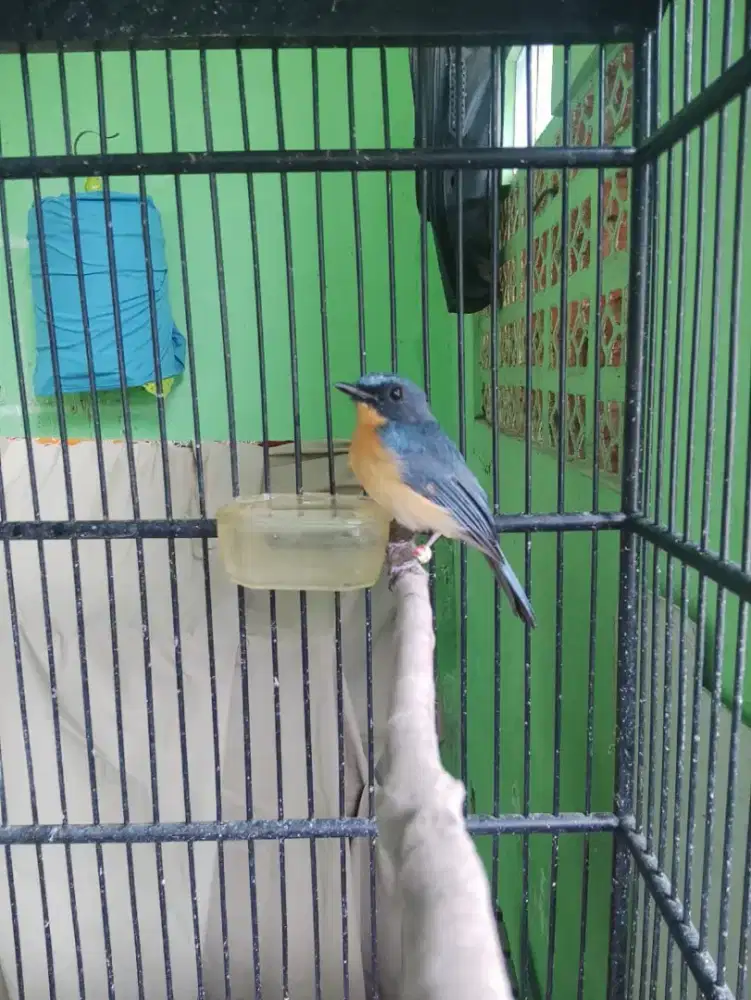 Tledekan Gunung ori jawa