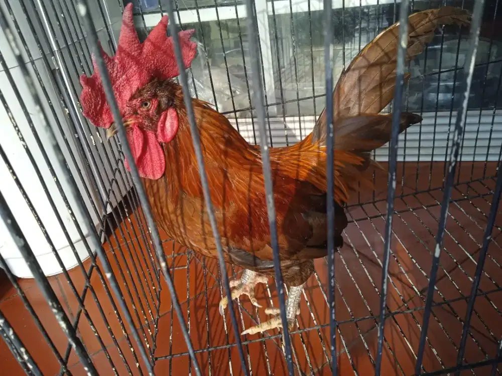 Ayam Kate jantan + kandang gagah rajin Kokok cocok untuk alarm