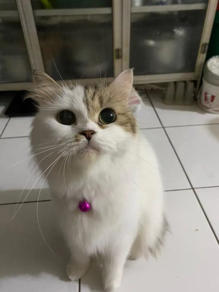 Dicari ART pulang pergi RAPIH dan JUJUR