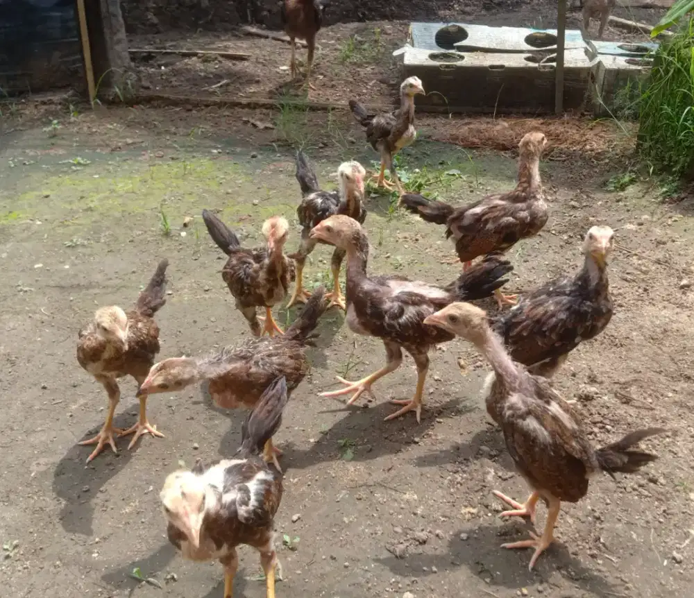 Anak ayam kampung 12 ekor