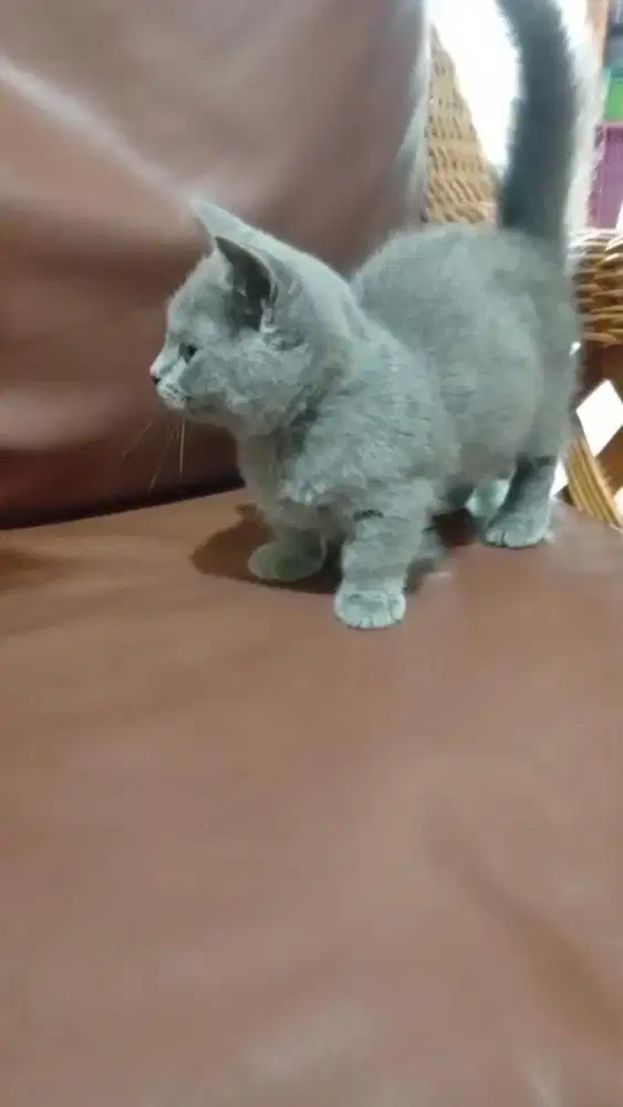 Kucing british munchkin betina