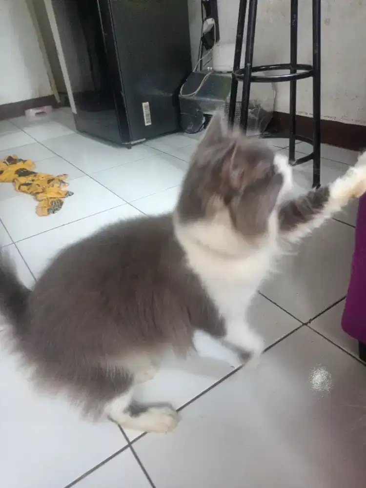 Kucing persia jantan