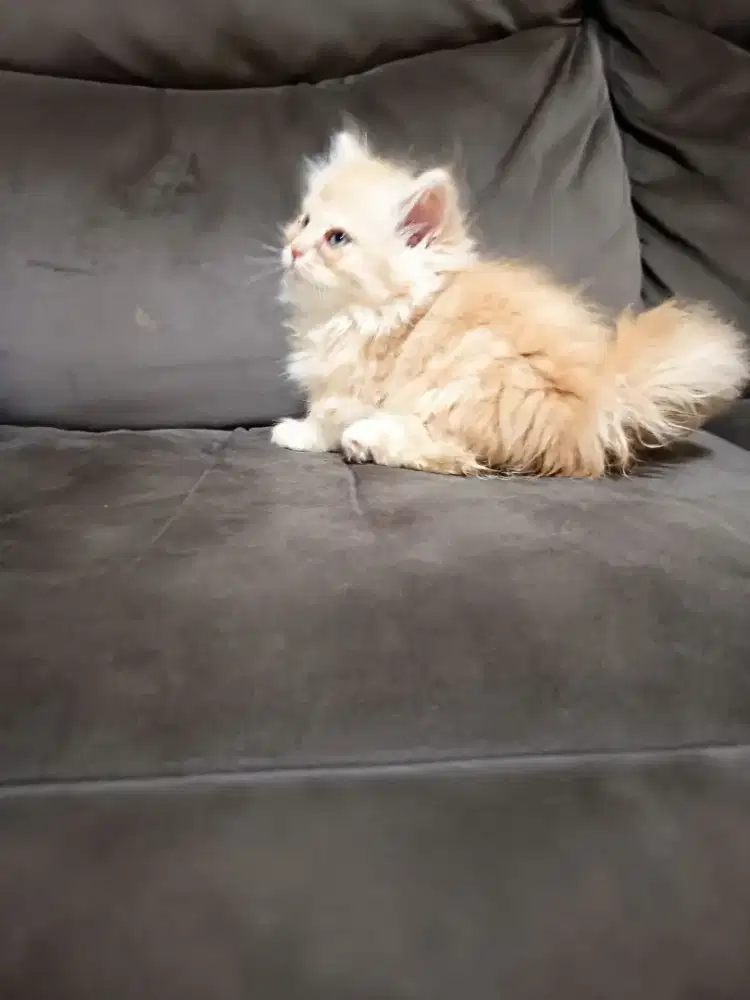 Munchkin rughugger top std betina