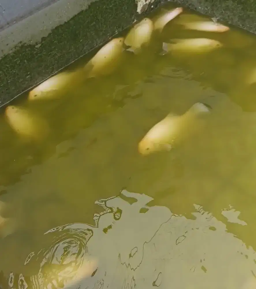 Gurame padang ukuran 1 kg lebih