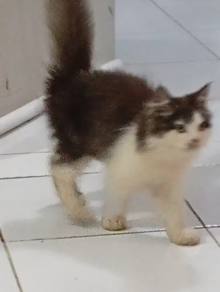 KittenKucing exoplatnose