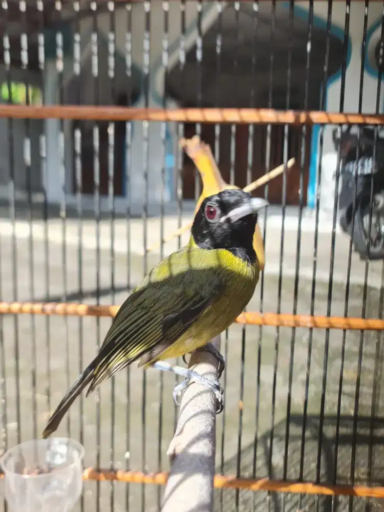 Samyong ntt mata merah gacor