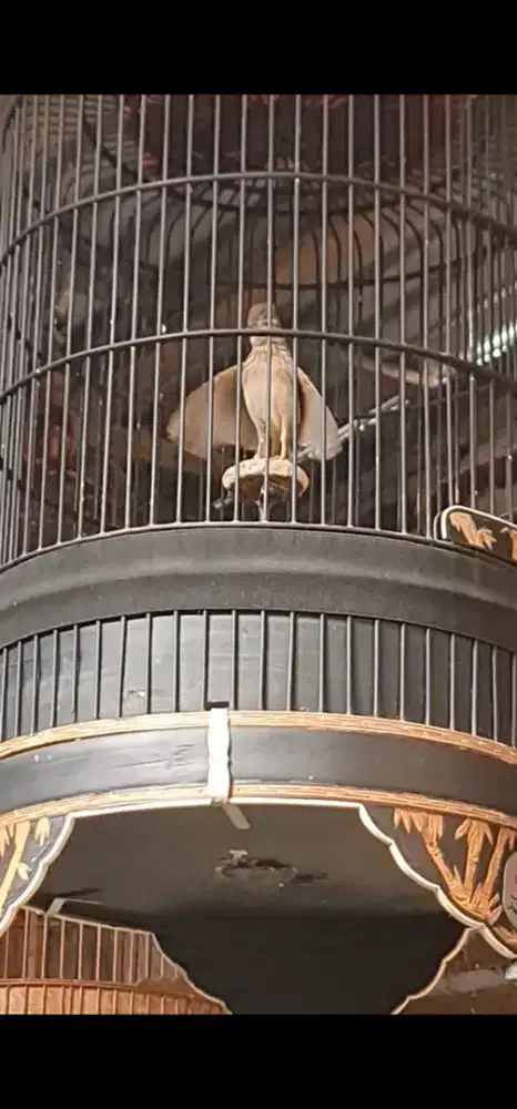 Branjangan parva jantan gacor kleper full isian