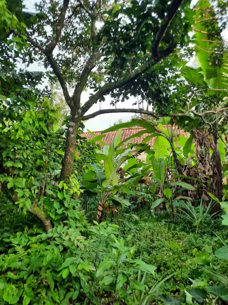 TANAH DEKAT STASIUN KERETA CITAYAM