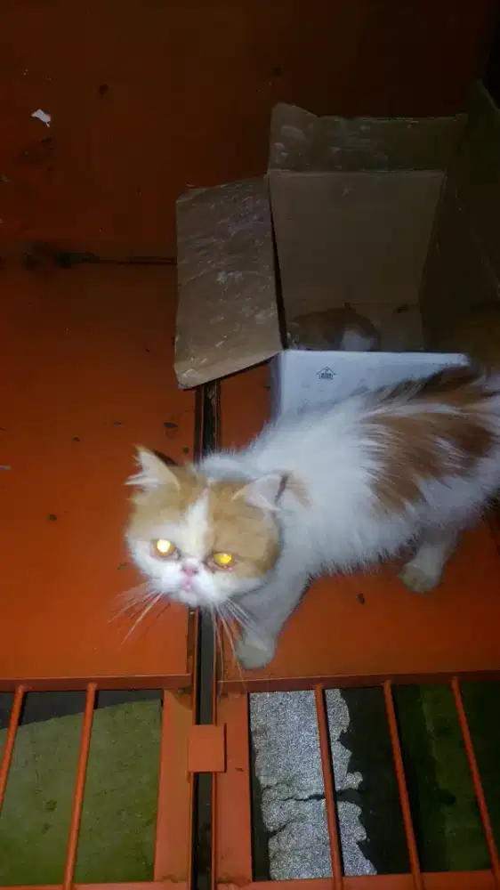 Adopsi kucing persia