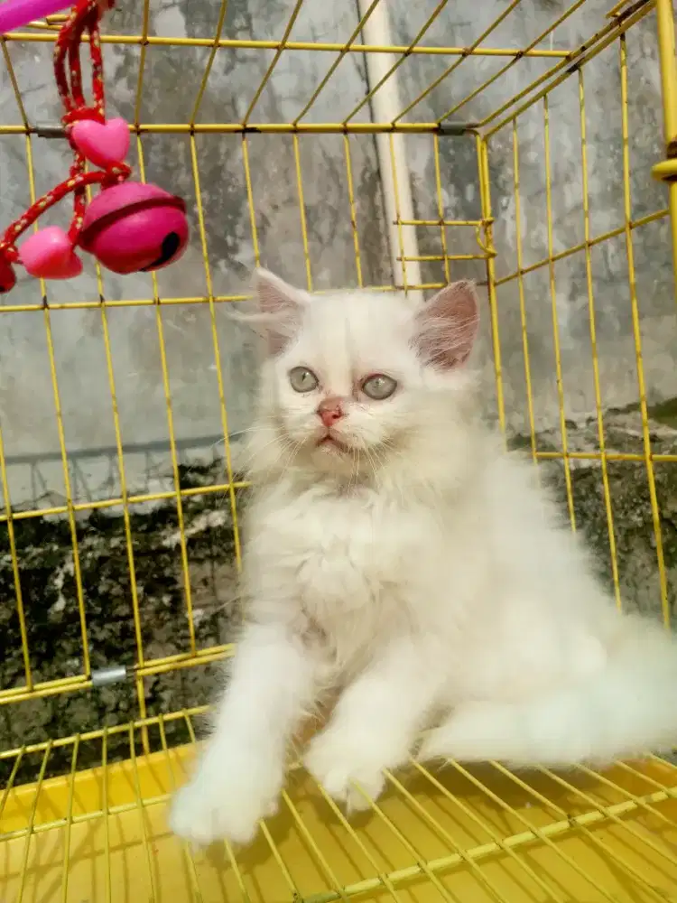 LEPAS ADOPSI KITTEN PERSIA