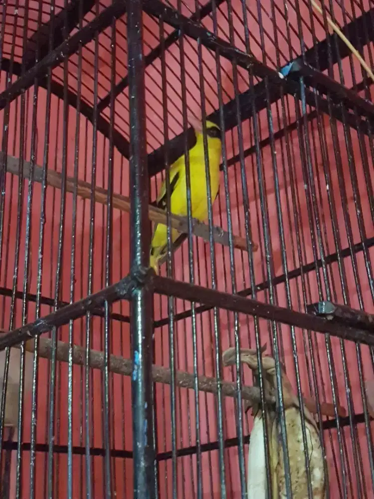 Kepodang mas priangan dah bunyi