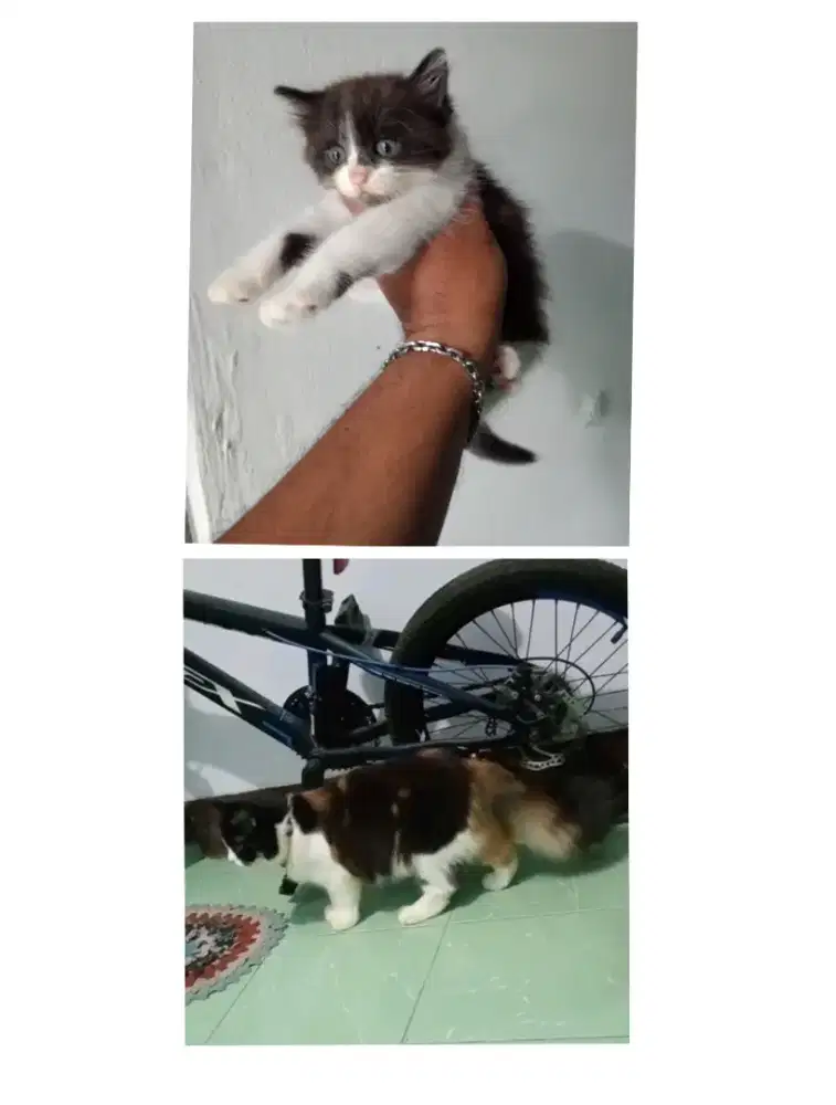 Kucing persia medium anak & indukan nya