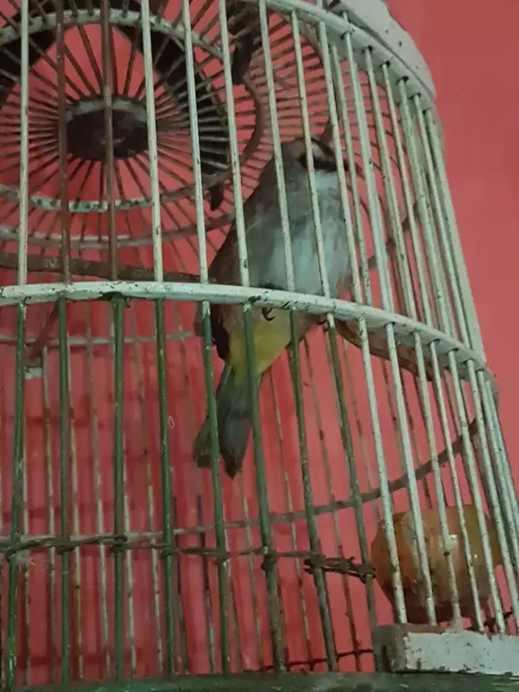 Jogjog mulus rawatan bunyi