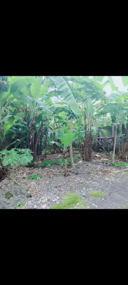 Dijual tanah murah, 2 are di jln trengguli denpasar bali