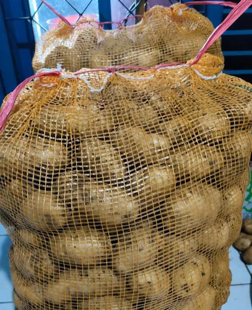 Dijual Kentang Baru Panen