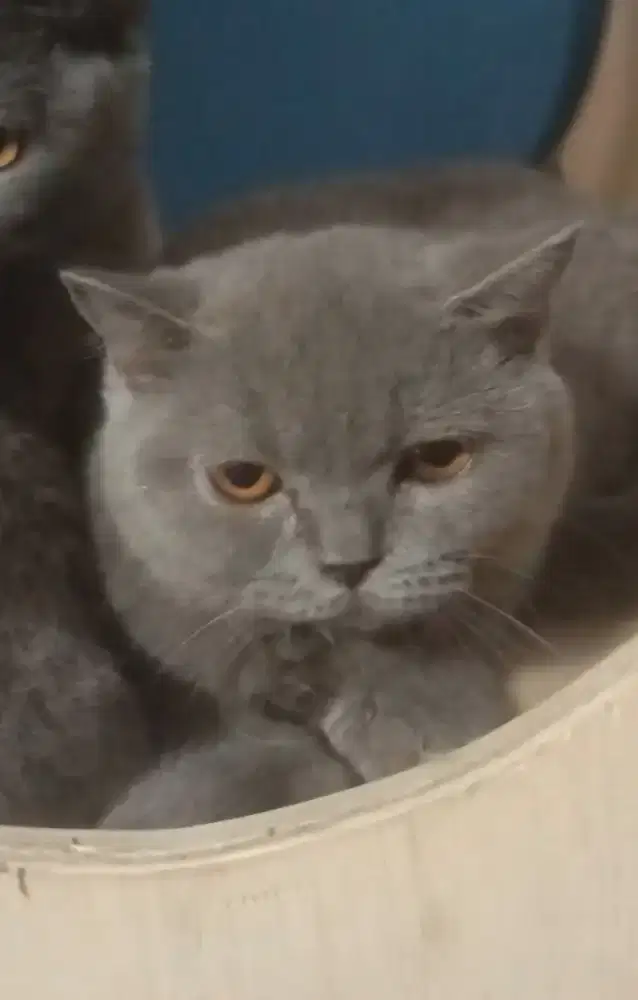 BSH Betina blue solid 5 bulan