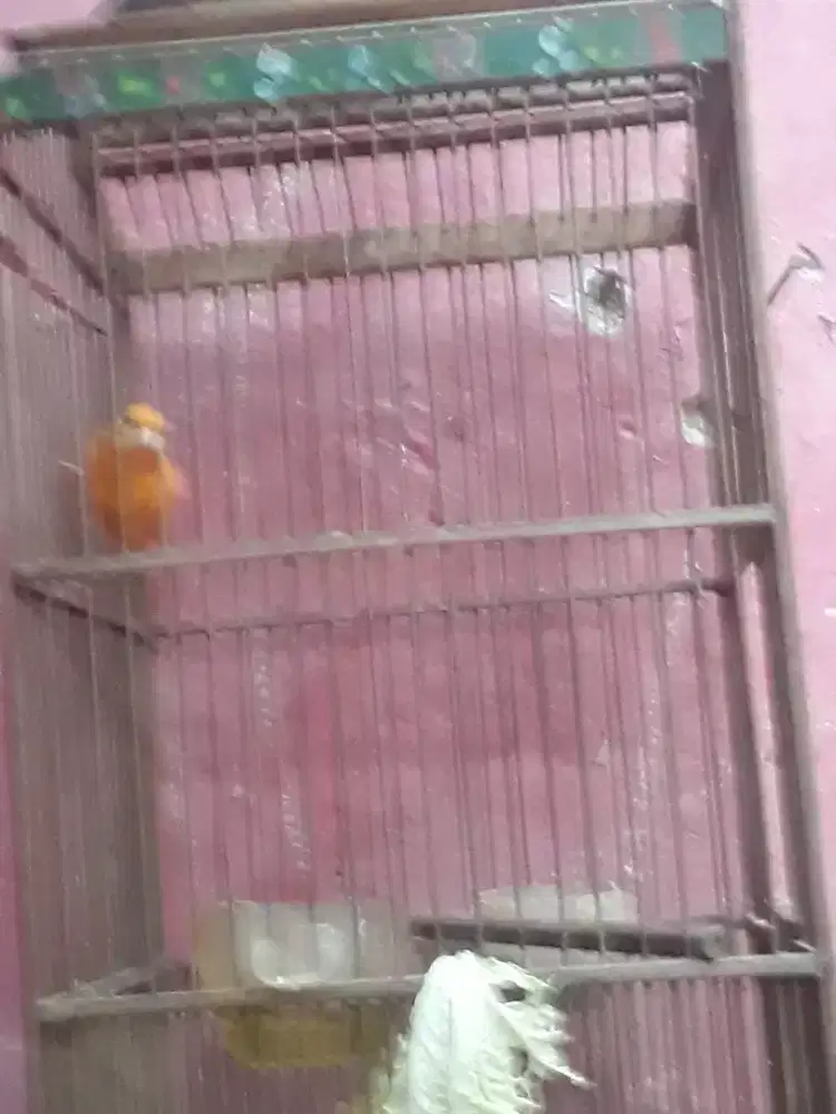 kenari melok muda mulus