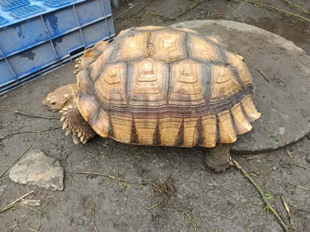 KURA SULCATA JANTAN 70CM JUMBO