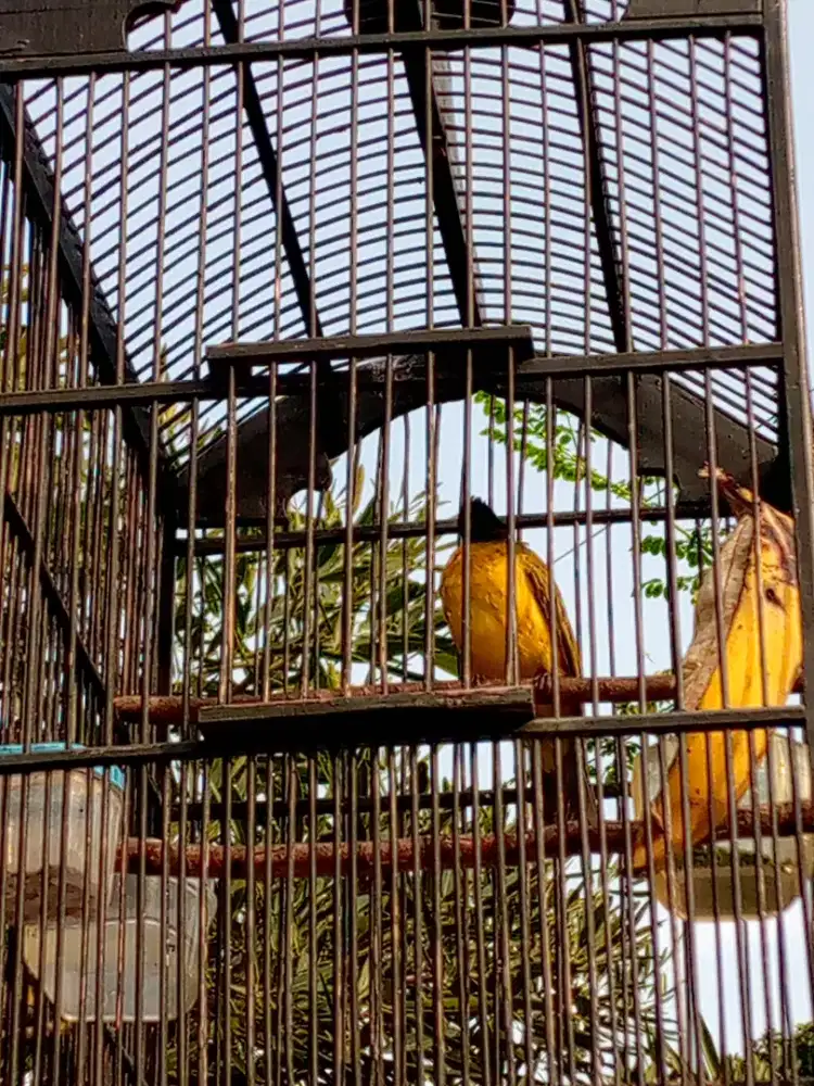 kutilang mas sehat makan Rakus Rajin