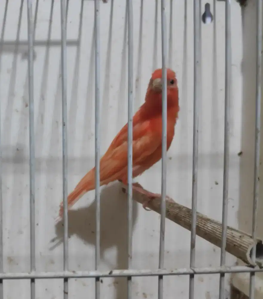 Paud merlok polos jantan trah indukan juara kontes