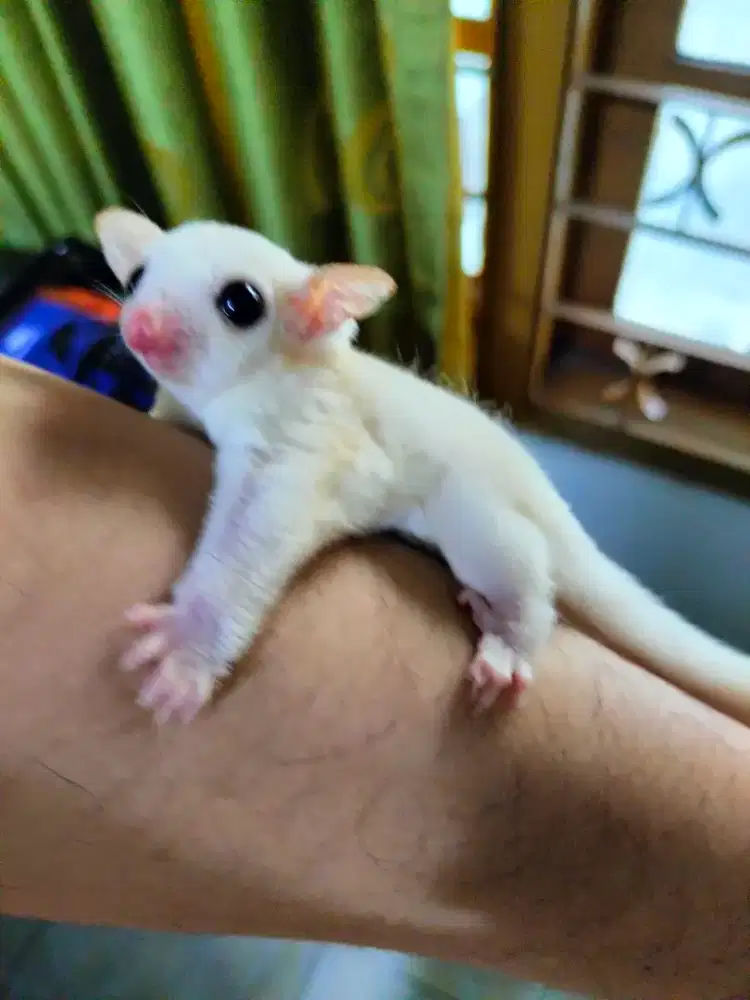 Sugar glider Joey leucistic betina