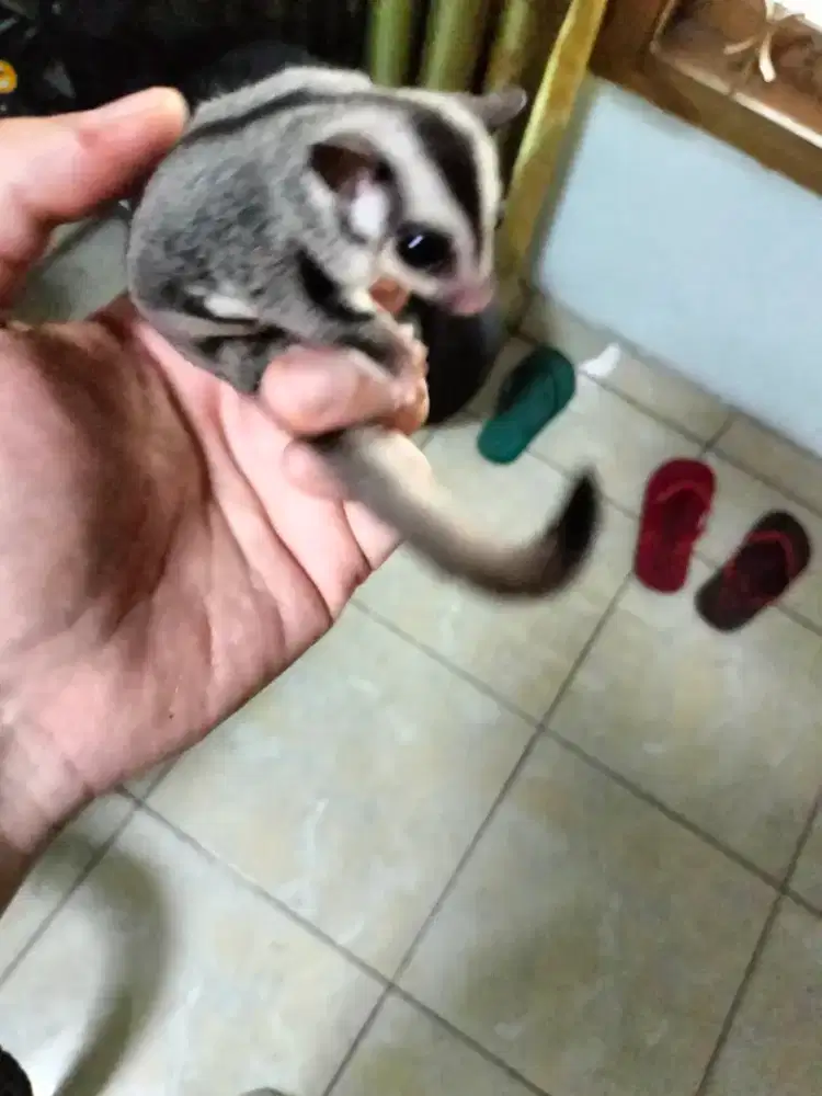 Sugar glider Joey grey jantan het