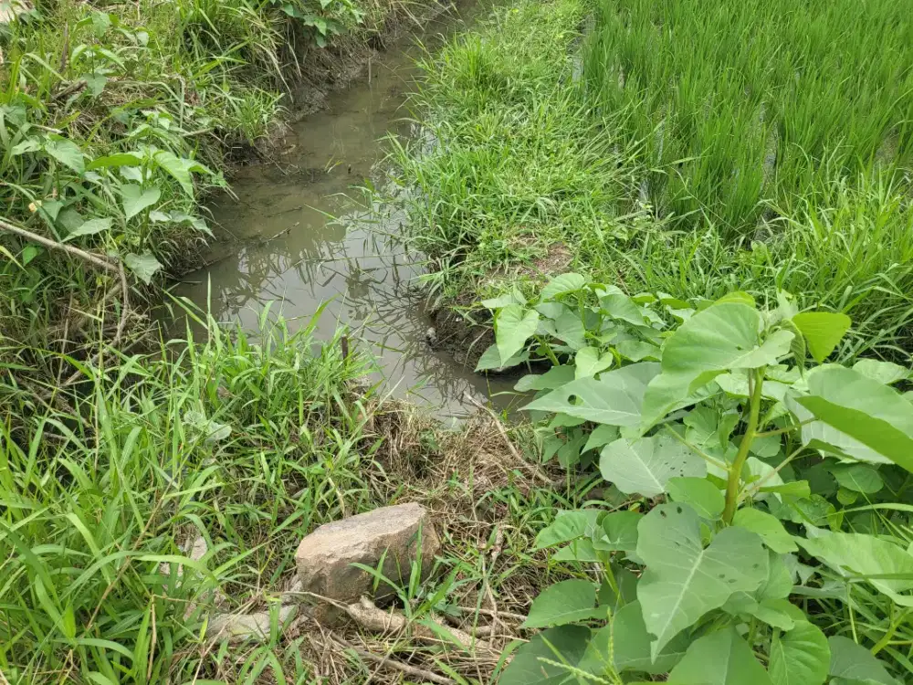 Dijual tanah di desa sidosari