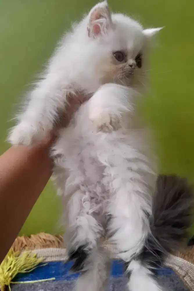 kucing persia #kittenlucu